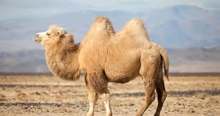 Camel