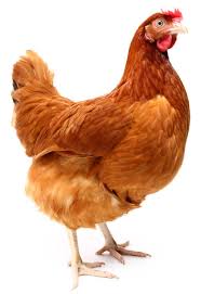 Hen
